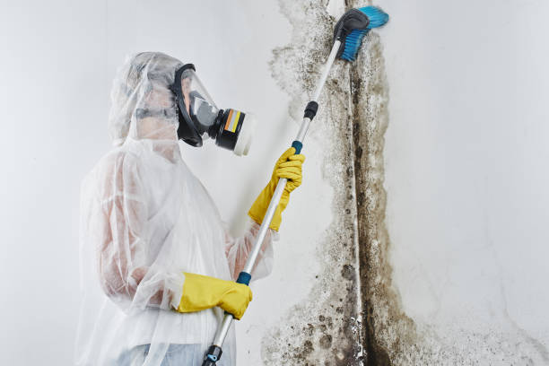 Best Mold Remediation for Specific Building Types in Black Mountain, NC