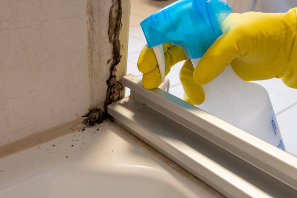 Best Preventive Mold Services in Black Mountain, NC