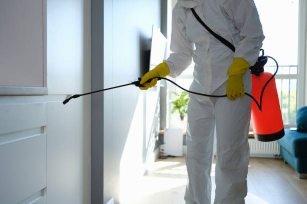 Best Attic Mold Remediation in Black Mountain, NC