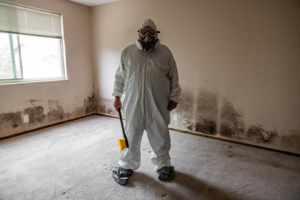 Best Preventive Mold Services in Black Mountain, NC