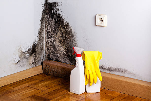 Black Mountain, NC Mold Remediation Company
