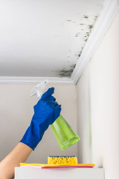 Best Post-Remediation Services in Black Mountain, NC